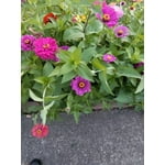 Image 5 of customer photos