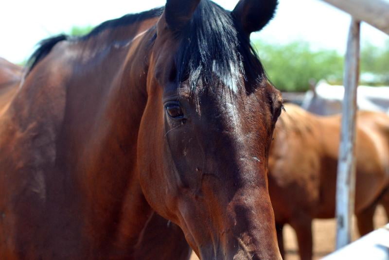 UltraCruz Equine Wellness & Joint Supplement For Horses - 10 Lb Pellet (28 Day Supply)