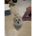 Image 1 of customer photos