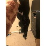 Image 5 of customer photos