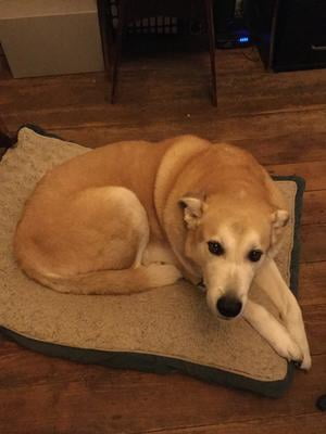 just 6 dog food walmart