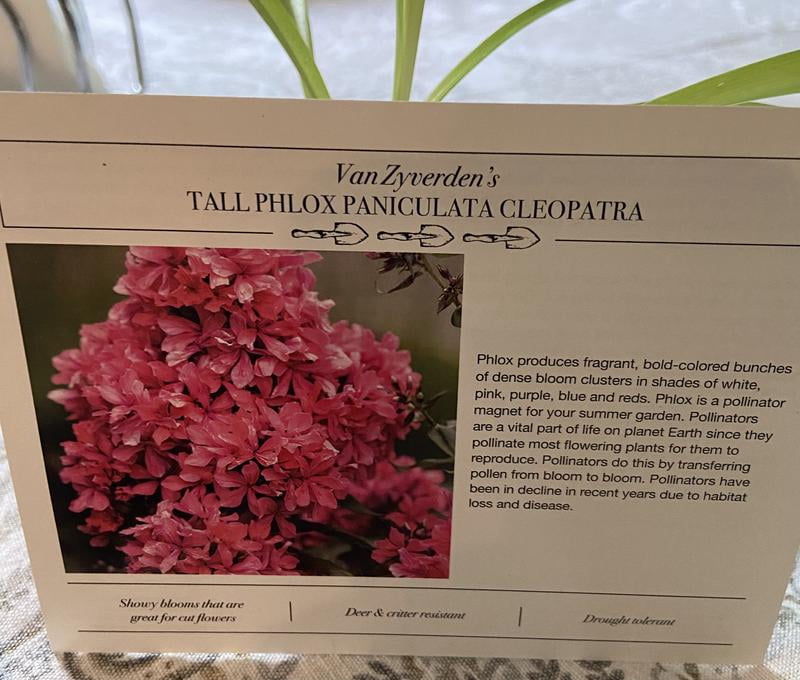 Van Zyverden Tall Phlox Paniculata Cleopatra Set of 3 Plant