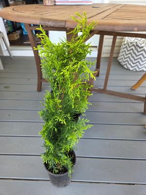 Customer reviews for Expert Gardener 2.5 Quart Emerald Green