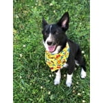 Image 3 of customer photos