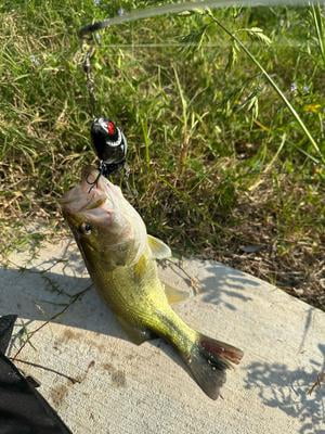 R2S Whopper Plopper 75 Loon Hard Plastic Fishing Lure - Walmart.com