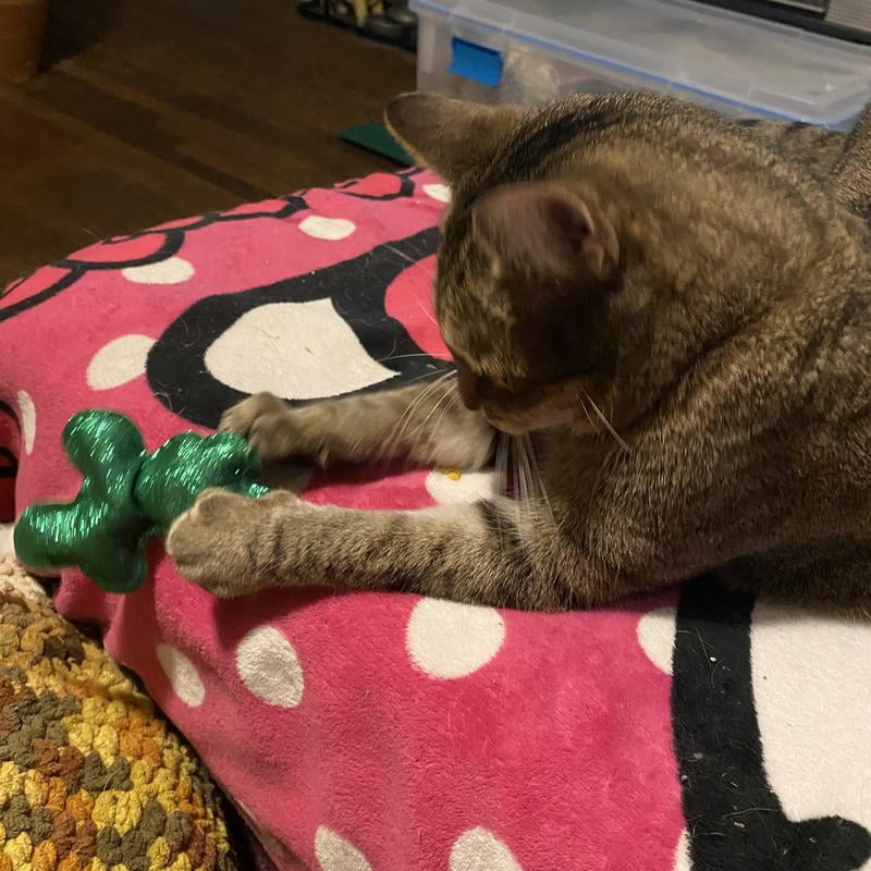Customer reviews for Vibrant Life Holiday 18 Piece Cat Toy Stocking Gift Set, Red | Walmart.com Customer reviews for Vibrant Life Holiday 18 Piece Cat Toy Stocking Gift Set, Red | Walmart.com