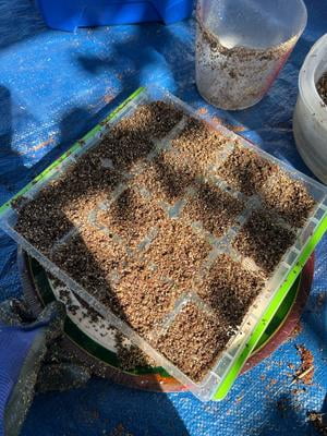 アーススタードリーム　コンプリートセット Burpee SuperSeed 16 XL Cell Seed Starting Tray Reusable Dishwasher