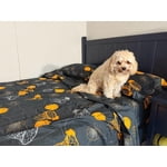 Image 4 of customer photos