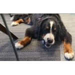 Image 4 of customer photos