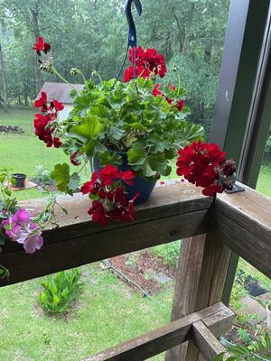Expert Gardener 1.5 Gal Red Geranium Hanging Basket Live Annual Plant, Full  Sun - Walmart.com