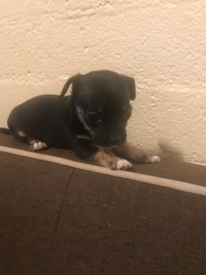 puppy trainer pads 60 x 45