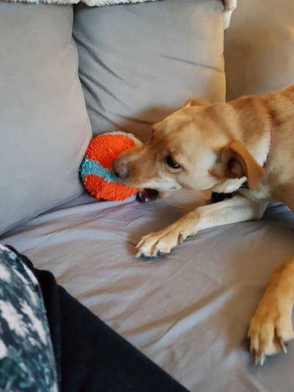 bissell bark bath walmart