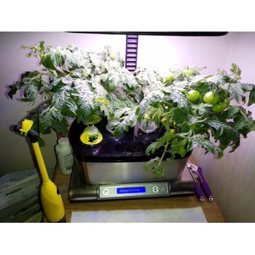 15 Red Micro Dwarf Tomato Seeds – Perfect For Window Boxes & Aerogarden – 2025 Harvest, Non-GMO