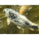 Image 5 of customer photos