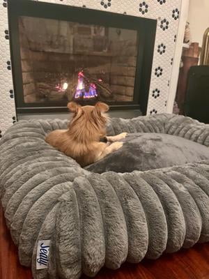 Customer reviews for Sealy Snuggle Support Pet Bed | Walmart.com