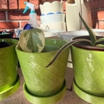 Image 4 of customer photos