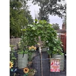 Image 3 of customer photos