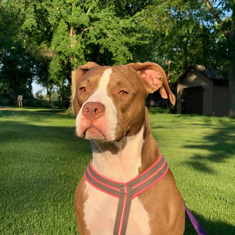 rachael ray dog food 40 lbs walmart