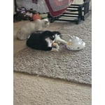 Image 1 of customer photos