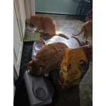 Image 6 of customer photos