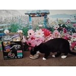 Image 5 of customer photos