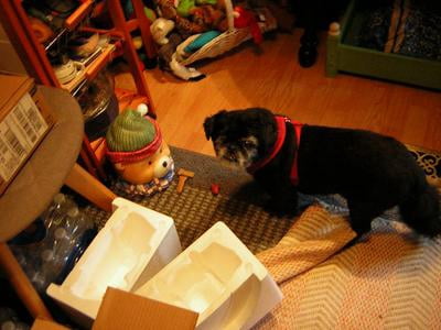 dasuquin for dogs walmart