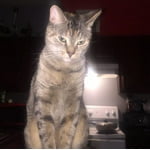 Image 1 of customer photos