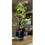 Image 6 of customer photos
