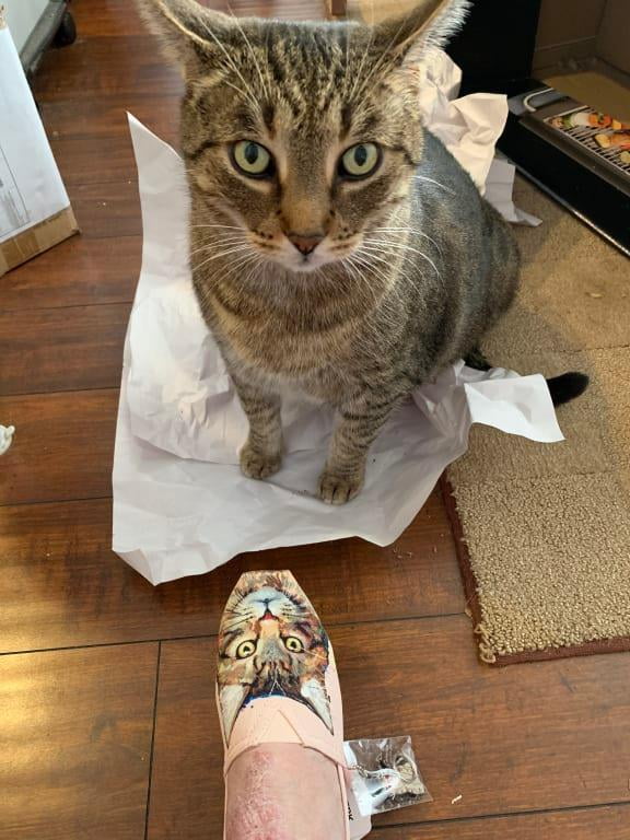 bobs plush cats rule