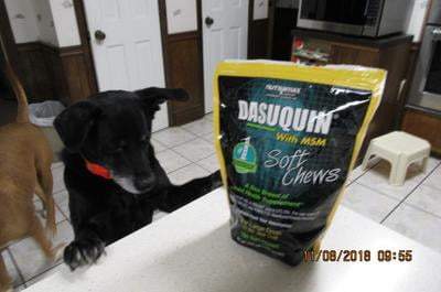 Dog ate whole bag of dasuquin 2025