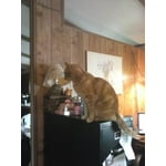 Image 4 of customer photos