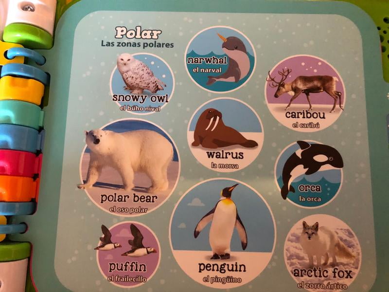 Tapiz de vocabulario: Los animales polares (teacher made)