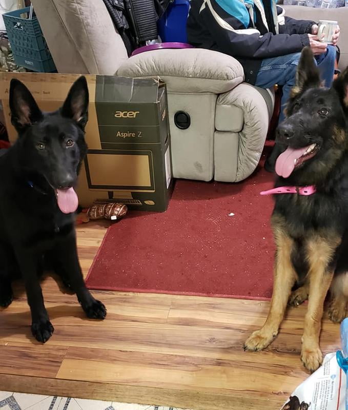 royal canin german shepherd junior feeding guide