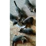 Image 3 of customer photos