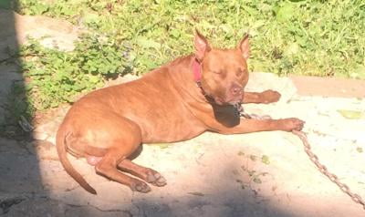 bil jac frozen dog food walmart