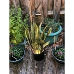 Image 4 of customer photos