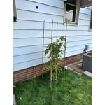 Image 7 of customer photos