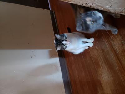 walmart petarmor plus cats