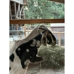 Bob's Red Mill, Double Acting Baking Soda, Shelf Stable 14 oz Plastic Bag