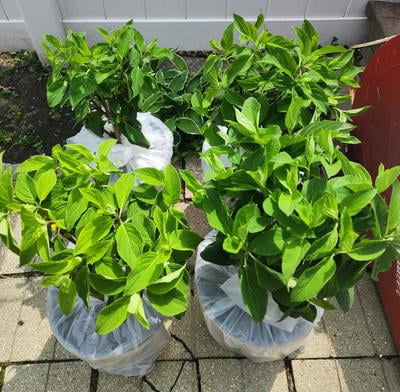 Southern Living Hydrangea White Wedding Live Shrub in 2-Gallon