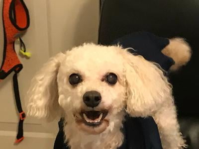 kennel cough treatment walmart