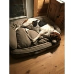 Arlee Memory Foam Dog Bed - Chew Resistant Pet Sofa, Large/XL Brown
