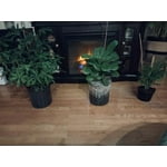 Image 5 of customer photos