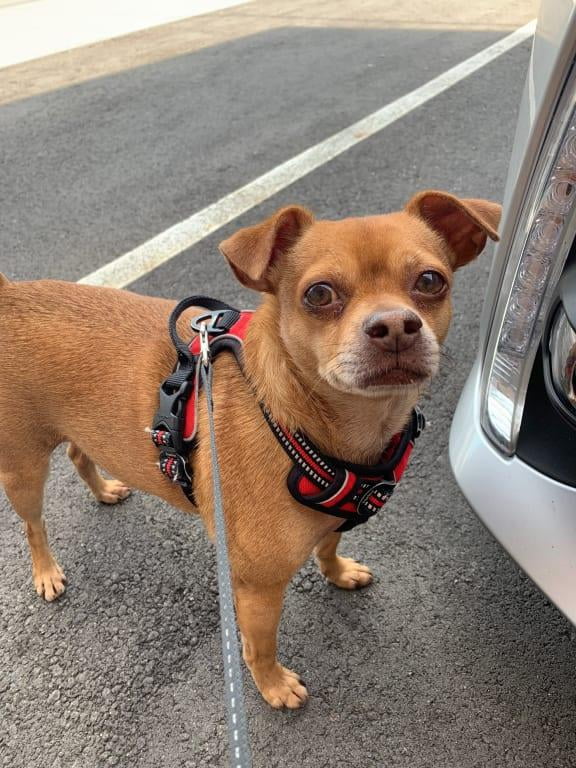 bissell bark bath walmart