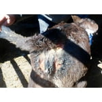 Image 6 of customer photos