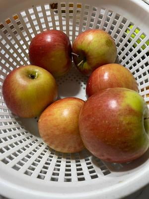 Freshness Guaranteed Fuji Apples 3 lb Bag Juicy, sweet, spicy