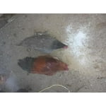 Image 2 of customer photos