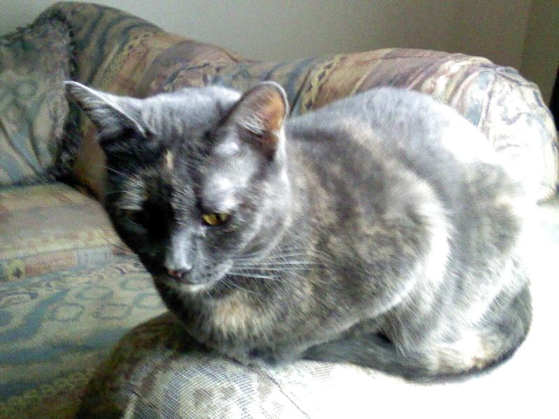 amazing cat litter walmart