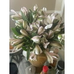 Image 8 of customer photos