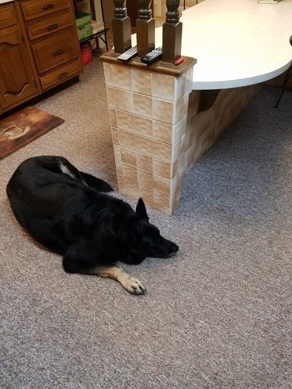 bissell bark bath walmart